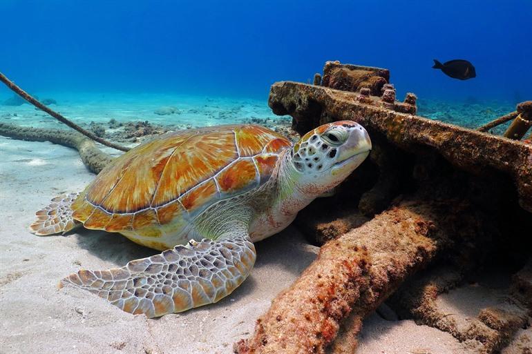 Meeresschildkröte am Meeresboden von Bonaire