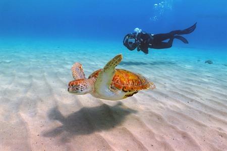 10 der schönsten Schnorchel- und Tauchplätze auf Curaçao: alle Infos + Karte