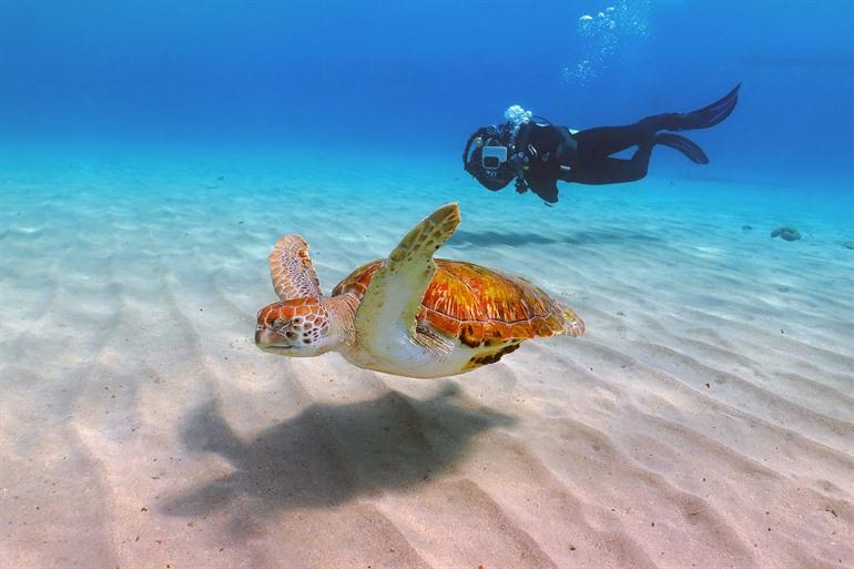 Schildkröten beim Tauchen auf Curaçao beobachten