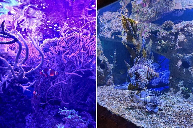 Suche Nemo und Dory im tropischen Gebiet