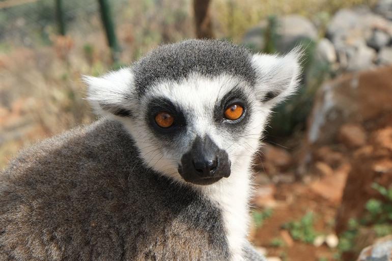 Zoo von Bouillon