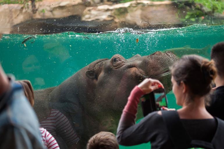 Bezoek des ZooParc de Beauval in der Loire-Region