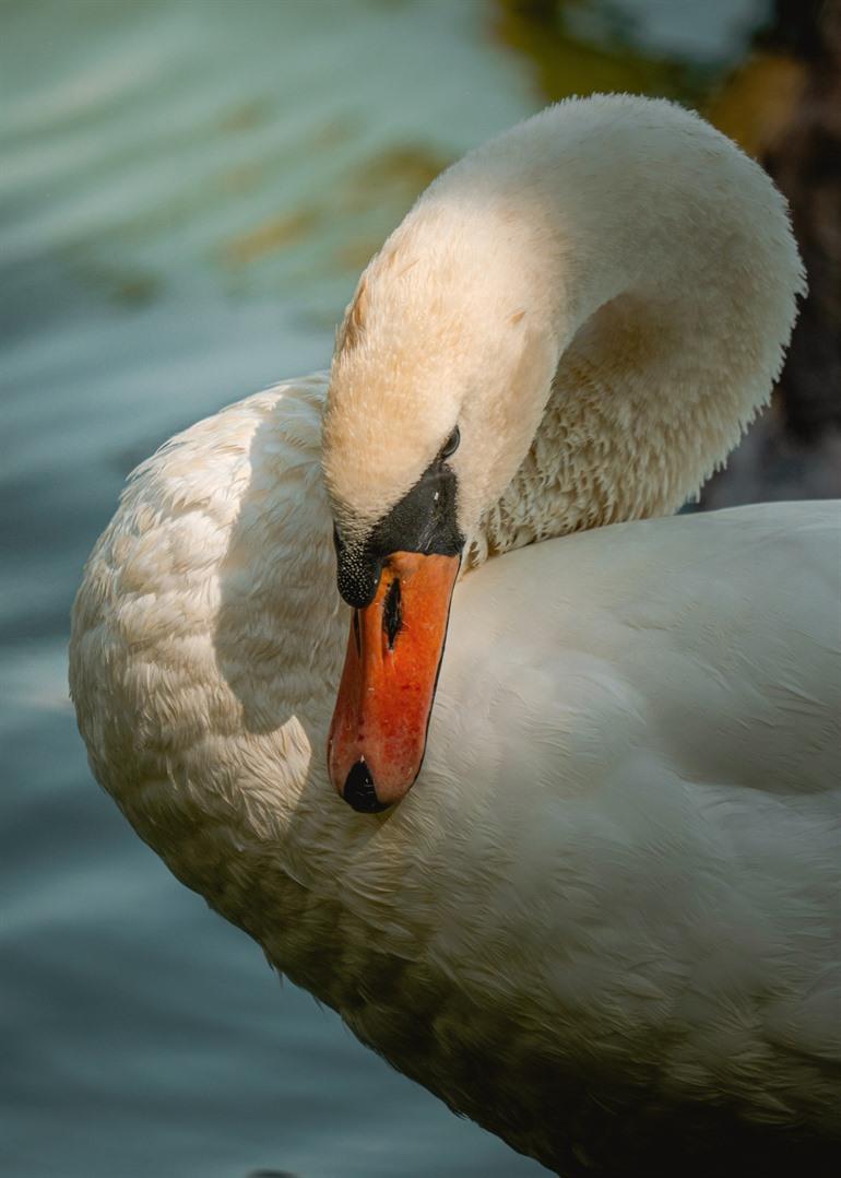 Schwan in den Sümpfen von Harchies
