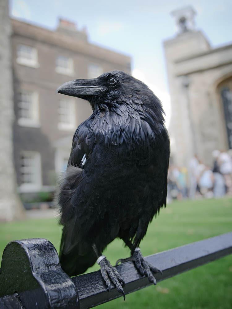 Schwarzer Rabe im Tower of London