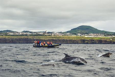 Mit Delfinen in Ponta Delgada schwimmen