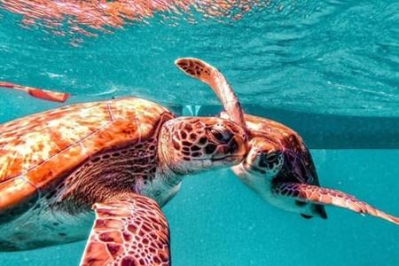 Mit Schildkröten auf São Vicente schwimmen
