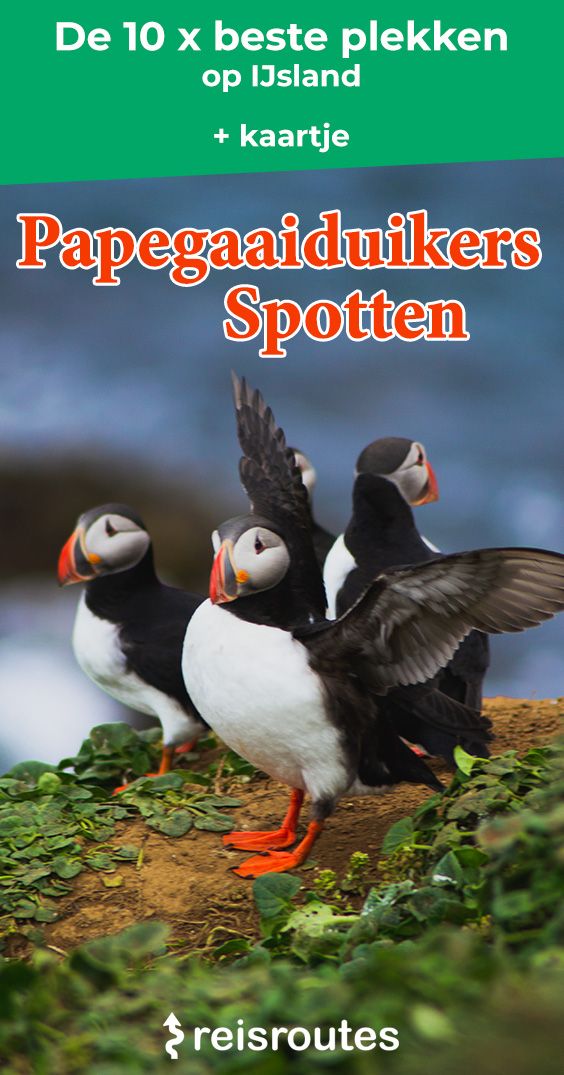 Pinterest Wo man Papageitaucher in Island beobachten kann? Karte + Touren und Fotos