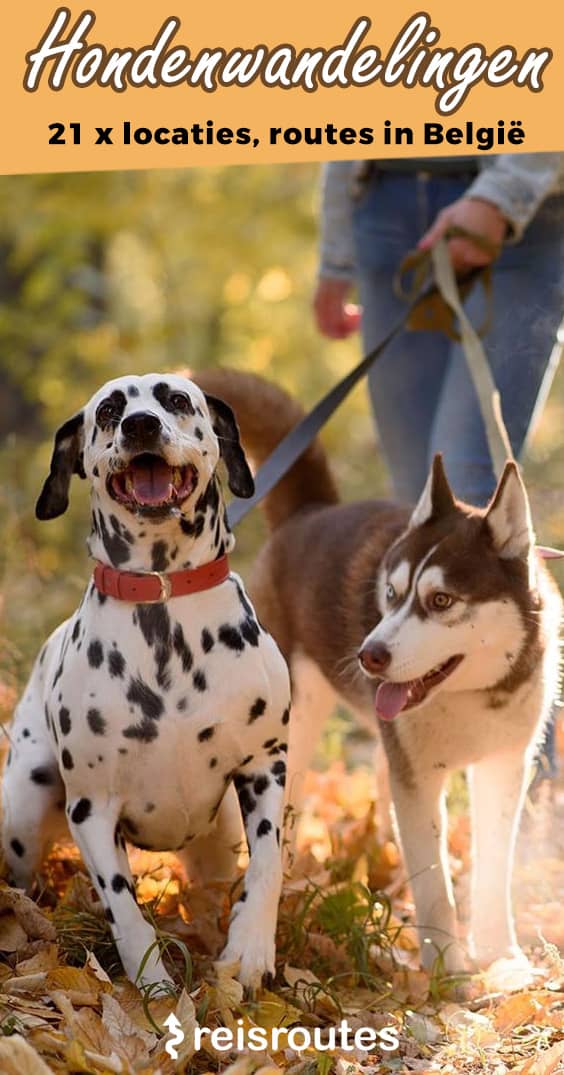 Pinterest 21 der schönsten Hundespaziergänge in Belgien: unterwegs mit deinem Hund + Tipps