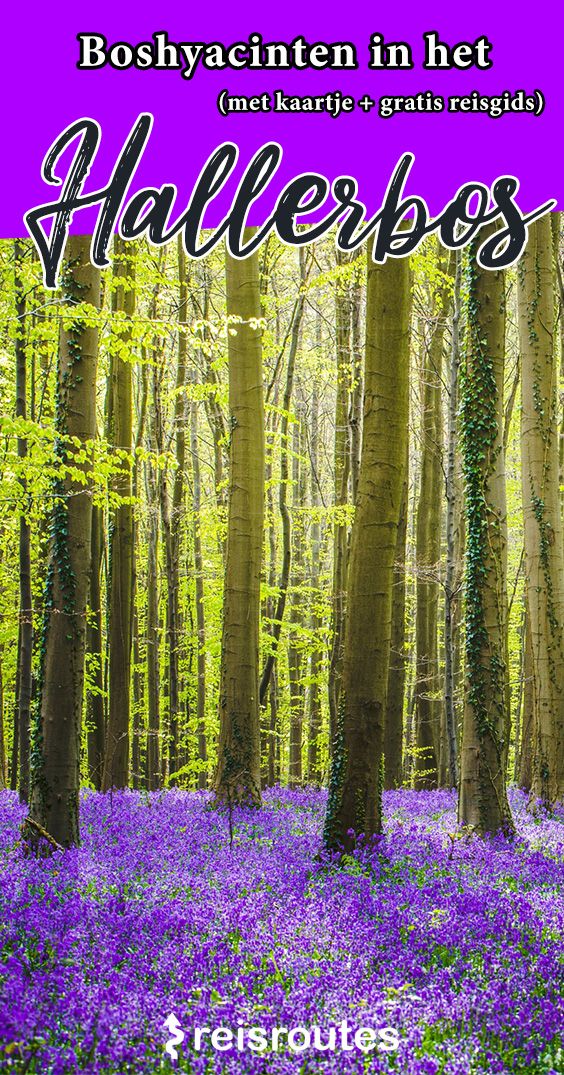 Pinterest Boshyacinten im Hallerbos besuchen (2026) + 5 Alternativen für das überfüllte Hallerbos