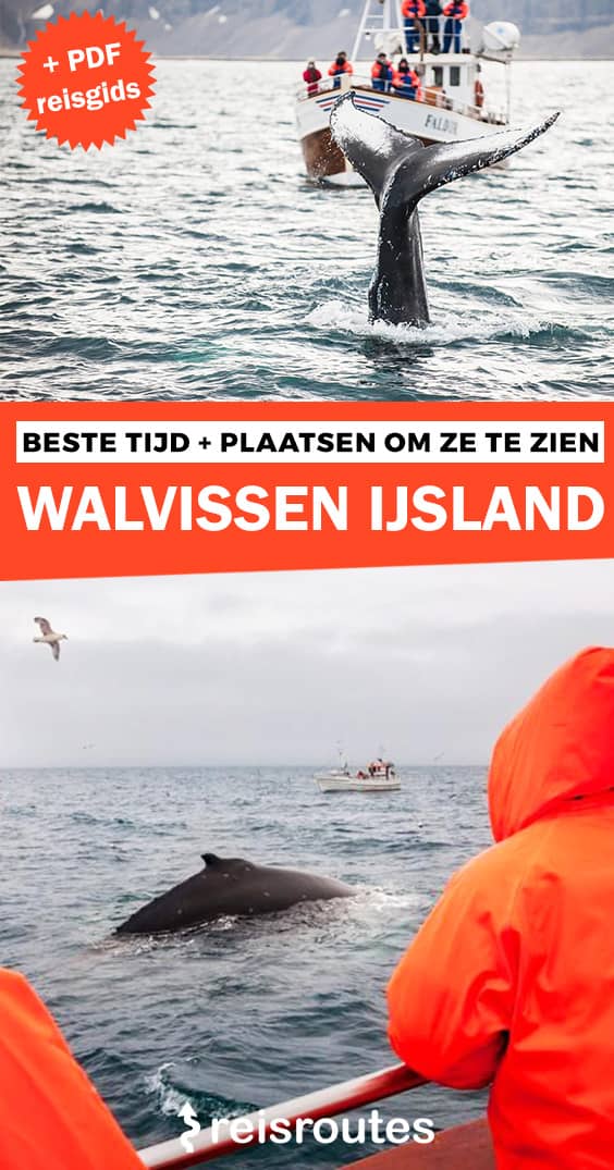 Pinterest Wale beobachten in Island? Beste Zeiten und Orte, um sie zu sehen, Tipps und Touren