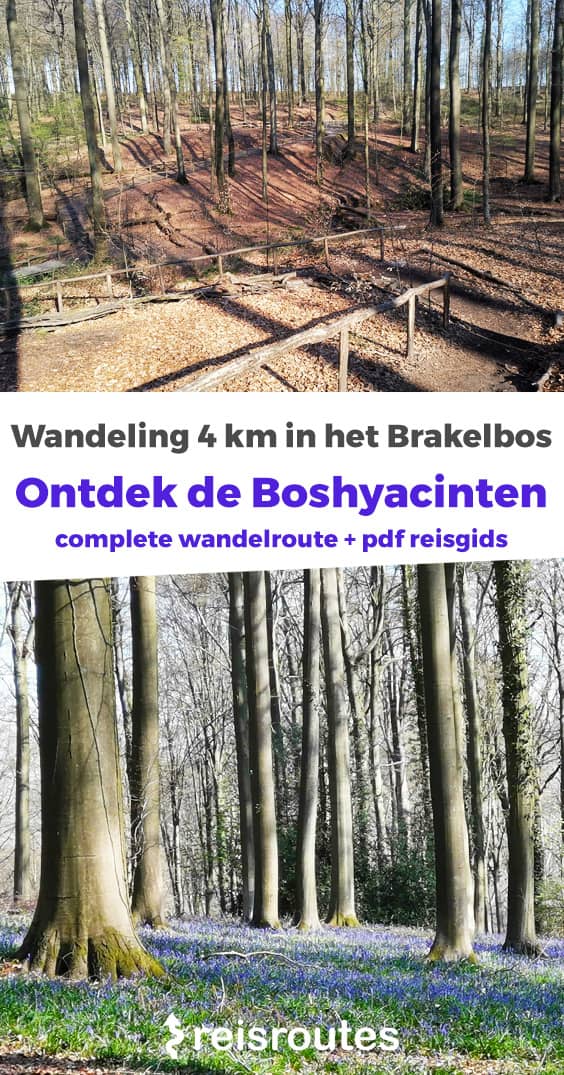 Pinterest Hyazinthenwanderung im Brakelbos