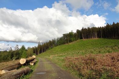 Wanderung durch den Wald in Chiny: Genießen Sie die Natur im Semois-Tal