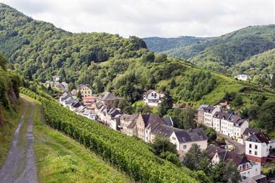 Grüner Rundweg-Spaziergang ab Trarbach