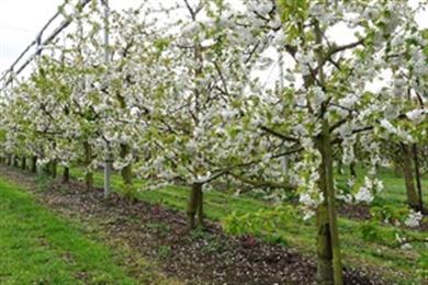 Blüten-Fahrradroute: Radfahren zwischen den Blüten in der Obstregion