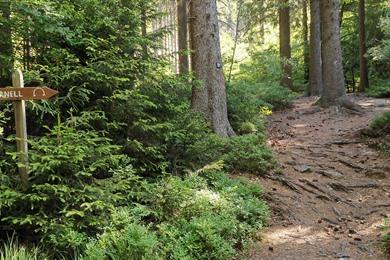 Wanderung durch Wald und Natur ab Naturzentrum Haus Ternell