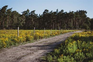 Wanderung Heidebos (9 km): Spaziergang im Waasland