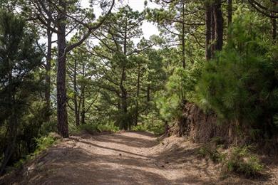 Die Mountainbikestrecke La Esperanza auf Teneriffa