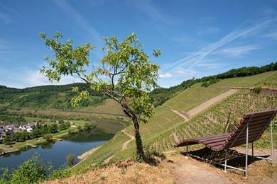 Spaziergang zum Blick auf das Hangviadukt Pünderich