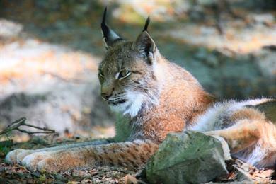 Spazieren Sie zum Luchsreservat bei Rabenklippe.