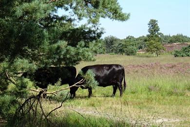 Naturwanderung in Koersels Kapelleke