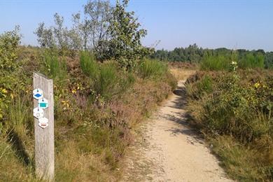 Wanderweg Mechelse Heide im Hoge Kempen Maasmechelen