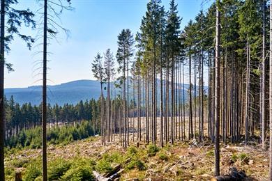 Wanderung von Oderbrück zum Oderteich