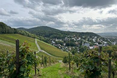 Spaziergang durch die Weinberge von Oberdollendorf